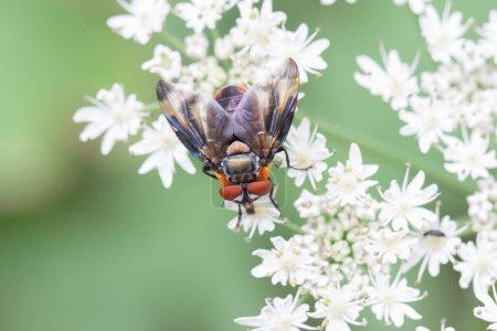 Téléchargez les photos : Diptères colorés Ectophasie crassipennis, une mouche parasite des insectes en vue rapprochée - en image libre de droit