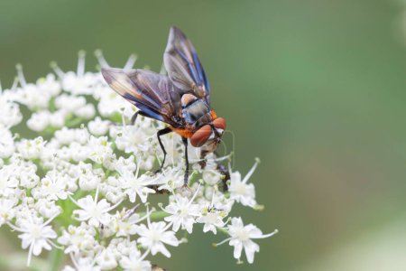 Téléchargez les photos : Diptères colorés Ectophasie crassipennis, une mouche parasite des insectes en vue rapprochée - en image libre de droit