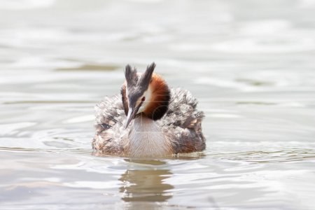 Foto de Gran cresta Grebe Podiceps cristatus nadando en el estanque - Imagen libre de derechos