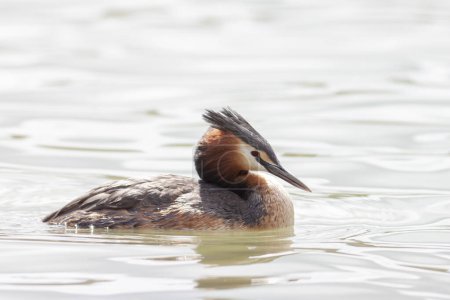 Photo for Great crested Grebe Podiceps cristatus swimming on pond - Royalty Free Image