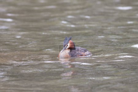 Foto de Gran cresta Grebe Podiceps cristatus nadando en el estanque - Imagen libre de derechos