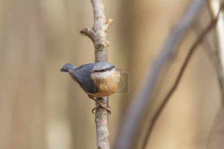 Photo for Sitta europeae European nuthatch perched in close view - Royalty Free Image