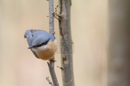 Photo for Sitta europeae European nuthatch perched in close view - Royalty Free Image