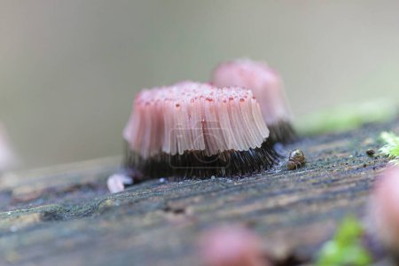 Téléchargez les photos : Stemonitis fusca a Myxomycete sur du bois pourri dans une forêt européenne - en image libre de droit