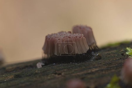 Téléchargez les photos : Stemonitis fusca a Myxomycete sur du bois pourri dans une forêt européenne - en image libre de droit