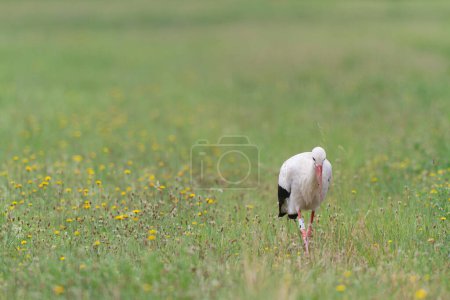 Téléchargez les photos : Cigogne blanche Ciconia Ciconia dans un pré verdoyant quelque part en Alsace, France - en image libre de droit