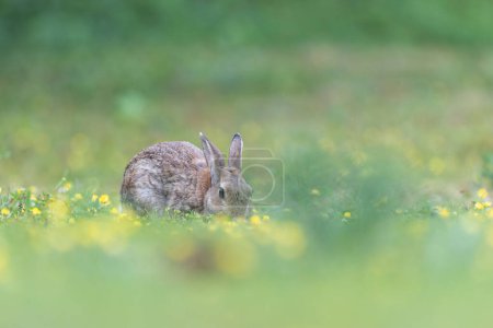 Foto de Conejo europeo Oryctolagus cuniculus a plena vista pastando en un prado - Imagen libre de derechos