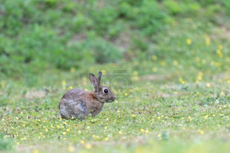 Foto de Conejo europeo Oryctolagus cuniculus a plena vista pastando en un prado - Imagen libre de derechos