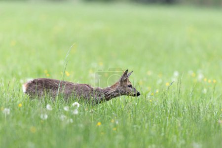 Photo for European Roe-Deer Capreolus capreolus grazing in a meadow in close-up - Royalty Free Image
