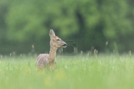 Photo for European Roe-Deer Capreolus capreolus grazing in a meadow in close-up - Royalty Free Image