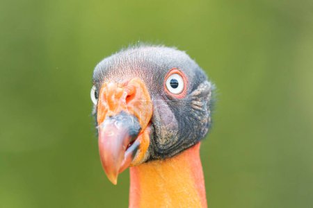 Photo for King vulture Sarcorhamphus papa in portrait mode - Royalty Free Image