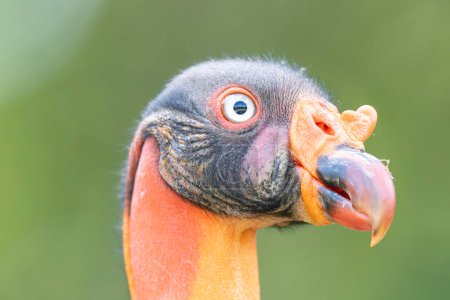 Photo for King vulture Sarcorhamphus papa in portrait mode - Royalty Free Image