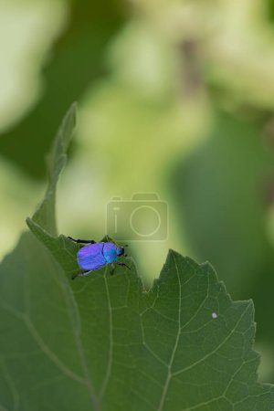 Monkey beetle Hoplia coerulea sitting on leaf on the river Loire in France
