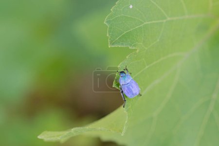 Photo for Monkey beetle Hoplia coerulea sitting on leaf on the river Loire in France - Royalty Free Image