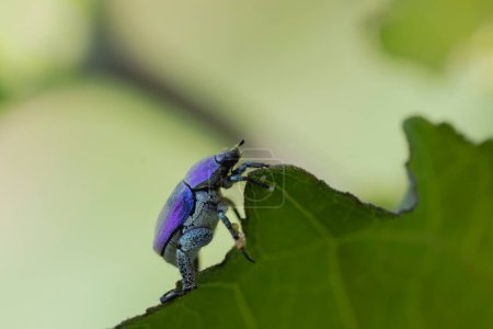 Photo for Monkey beetle Hoplia coerulea sitting on leaf on the river Loire in France - Royalty Free Image