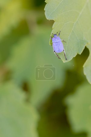 Monkey beetle Hoplia coerulea sitting on leaf on the river Loire in France