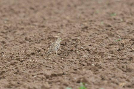 Foto de Piedra europea rizado Burhinus oedicnemus corriendo sobre un suelo - Imagen libre de derechos