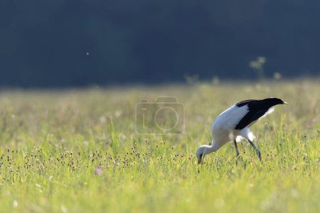 Téléchargez les photos : Cigogne blanche Ciconia Ciconia dans une prairie pendant l'été - en image libre de droit