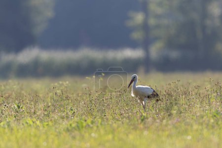 Téléchargez les photos : Cigogne blanche Ciconia Ciconia dans une prairie pendant l'été - en image libre de droit
