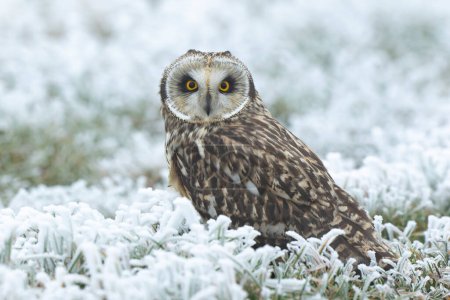 Short-eared owl SEO Asio flammeus in winterly atmosphere
