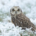 Short-eared owl SEO Asio flammeus in winterly atmosphere