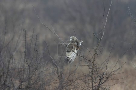 Photo for Short-eared owl SEO Asio flammeus in winterly atmosphere - Royalty Free Image