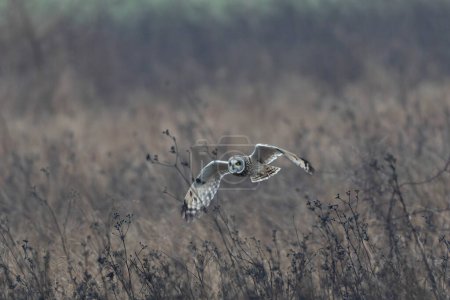 Photo for Short-eared owl SEO Asio flammeus in winterly atmosphere - Royalty Free Image