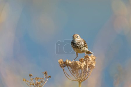 Photo for European Rock Pipit Anthus petrosus sitting and feeding on Brittany Coast - Royalty Free Image