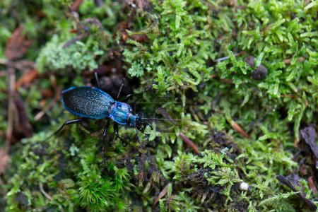 Foto de Escarabajo terrestre Carabus Chaetocarabus intricatus a la vista - Imagen libre de derechos