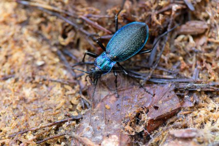 Photo for Ground-Beetle Carabus Chaetocarabus intricatus in close view - Royalty Free Image