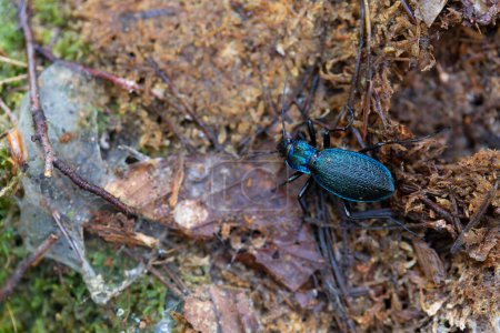 Foto de Escarabajo terrestre Carabus Chaetocarabus intricatus a la vista - Imagen libre de derechos