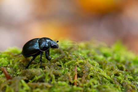 Photo for Dung beetle Trypocopris pyrenaeus in close view on moss in Alsace, France - Royalty Free Image