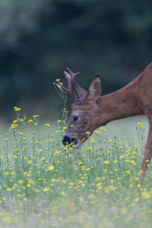 Photo for European Roe-Deer Capreolus capreolus in close-up - Royalty Free Image