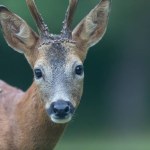 European Roe-Deer Capreolus capreolus in close-up