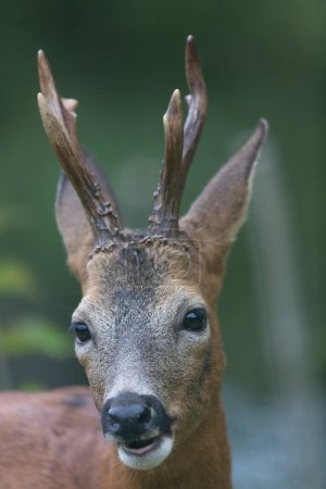 Photo for European Roe-Deer Capreolus capreolus in close-up - Royalty Free Image