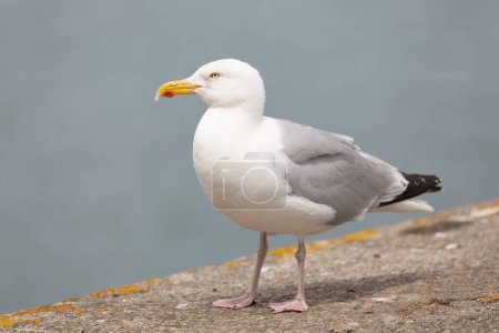 Herring Gull Larus argentatus in close view on Brittany coasts