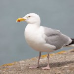 Herring Gull Larus argentatus in close view on Brittany coasts