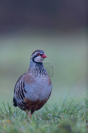 Photo for Red-legged partridge Alectoris rufa in close view - Royalty Free Image