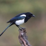 European Magpie Pica pica sitting on a trunk