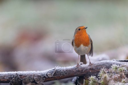 Robin Erithacus rubecula perching on branch