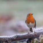 Robin Erithacus rubecula perching on branch