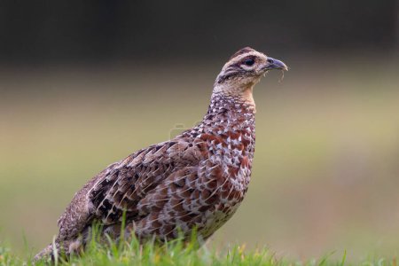 Reeves pheasant Syrmaticus reevesii female in close view on ground