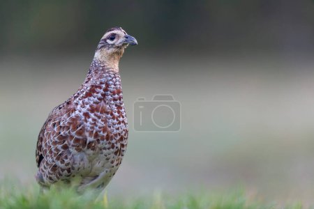 Photo for Reeves pheasant Syrmaticus reevesii female in close view on ground - Royalty Free Image