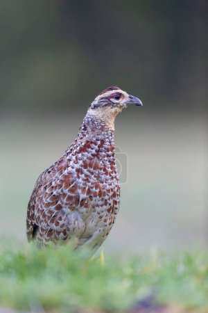 Photo for Reeves pheasant Syrmaticus reevesii female in close view on ground - Royalty Free Image