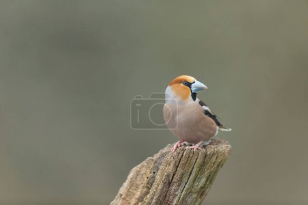 Photo for Common European Hawfinch Coccothraustes coccothraustes in close view in woodland - Royalty Free Image