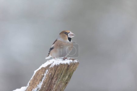 Photo for Common European Hawfinch Coccothraustes coccothraustes in close view in woodland - Royalty Free Image