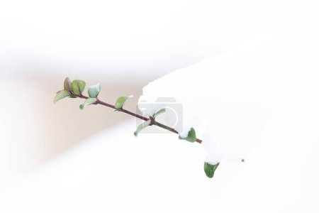Téléchargez les photos : Gros plan des plantes ou des fruits en hiver et atmosphère enneigée - en image libre de droit