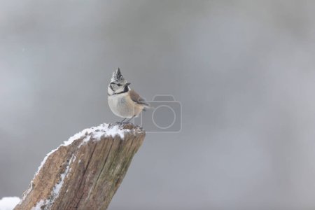 Photo for European crested tit Lophophanes cristatus in close view perched in wintery atmosphere - Royalty Free Image