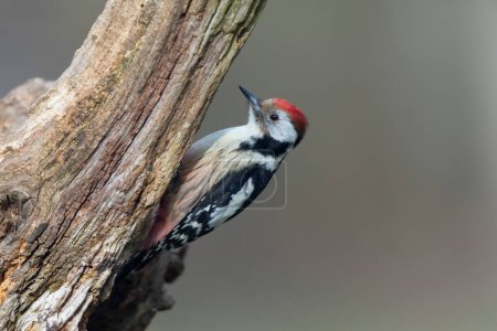 Photo for Middle spotted Woodpecker Dendrocopos medius climbing on dead trunk - Royalty Free Image