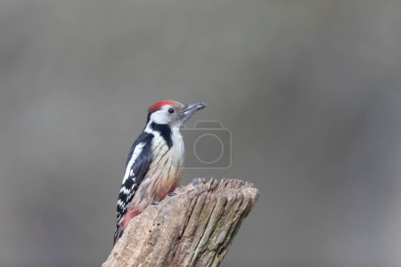 Photo for Middle spotted Woodpecker Dendrocopos medius climbing on dead trunk - Royalty Free Image